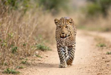 Zookeeper of 25 Years Heard Screaming Over Walkie-Talkie as Leopard Attacked Her at Safari Park