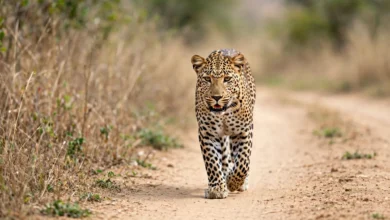 Zookeeper of 25 Years Heard Screaming Over Walkie-Talkie as Leopard Attacked Her at Safari Park