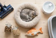 39 Pet Products From Amazon Our Readers Are Loving In 2026